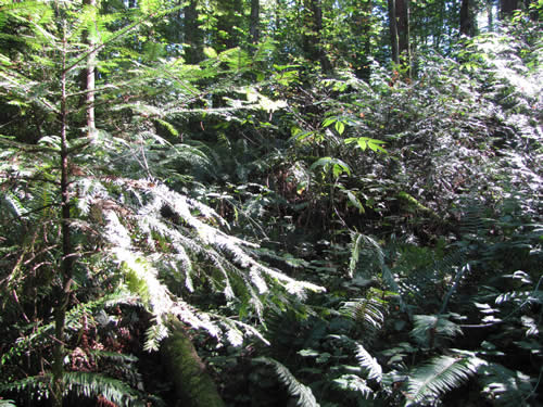 Westside Forest - 2A - Summer 2013