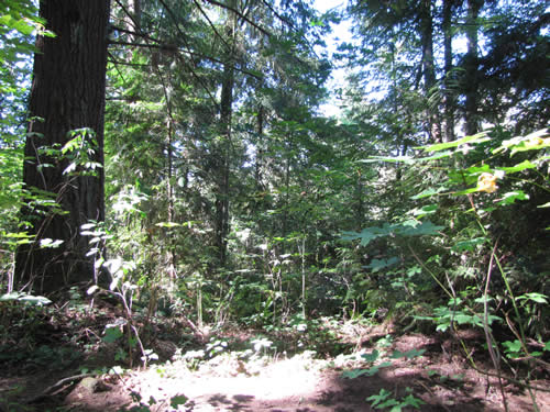 Westside Forest - 2B - Summer 2013