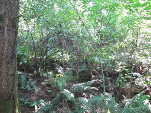 Westside Forest - 3A - Summer 2013