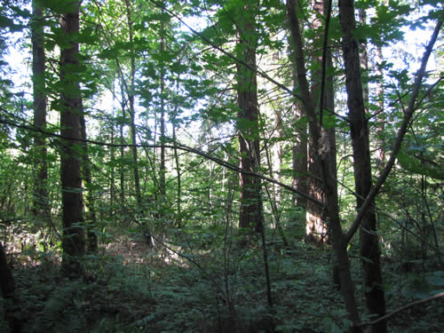 Westside Forest - 3B - Summer 2013