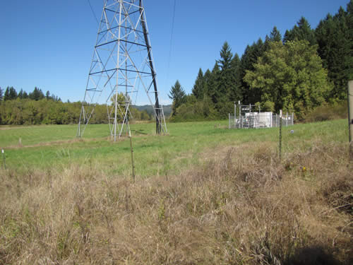 Wet Meadow - 4A - Summer 2013