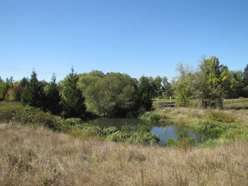 Pond - 4B - Summer 2013