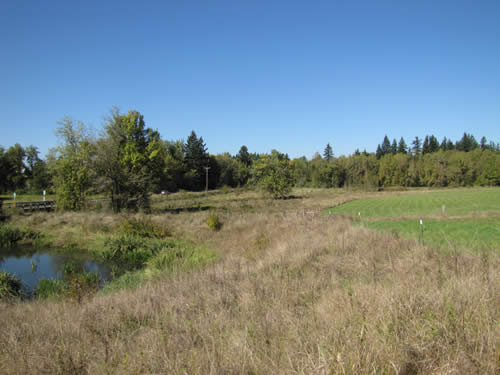 Pond - 4C - Summer 2013