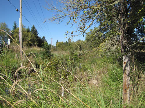 Stream Corridor - 5A - Summer 2013