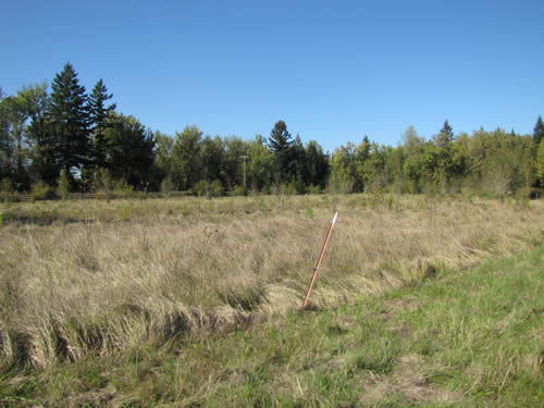 Wet Meadow - 6C - Summer 2013