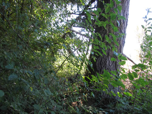 Bottomland Forest - 7A - Summer 2013