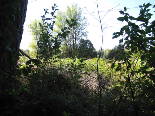 Bottomland Forest - 7B - Summer 2013