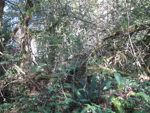 Bottomland Forest - 8A - Summer 2013