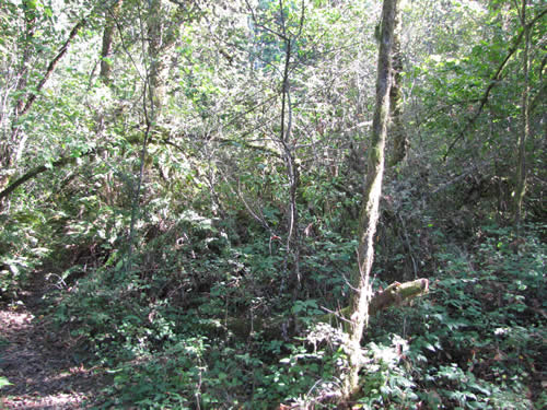 Bottomland Forest - 8B - Summer 2013