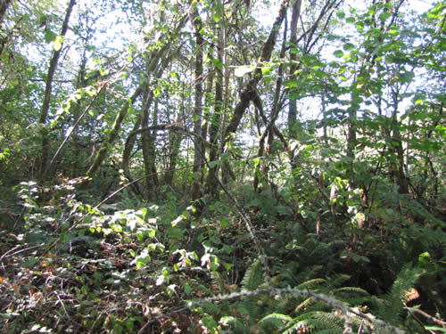 Bottomland Forest - 8C - Summer 2013