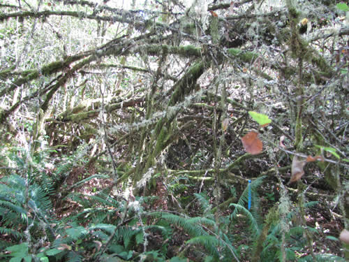 Bottomland Forest - 9A - Summer 2013