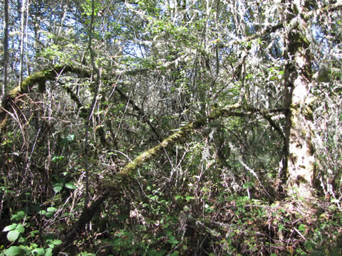 Bottomland Forest - 9B - Summer 2013