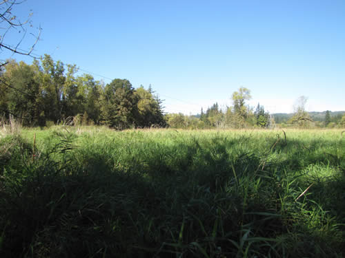 Meadow - 10A - Summer 2013