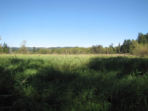 Meadow - 10B - Summer 2013