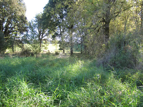 Meadow - 10C - Summer 2013