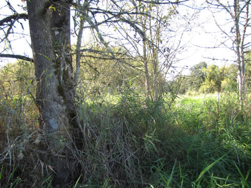 Meadow - 10D - Summer 2013