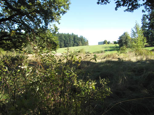 Meadow - 11A - Summer 2013