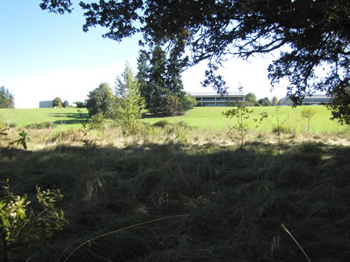 Meadow - 11B - Summer 2013