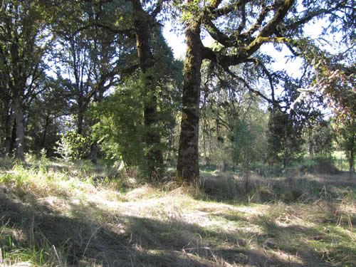 Meadow - 11C - Summer 2013