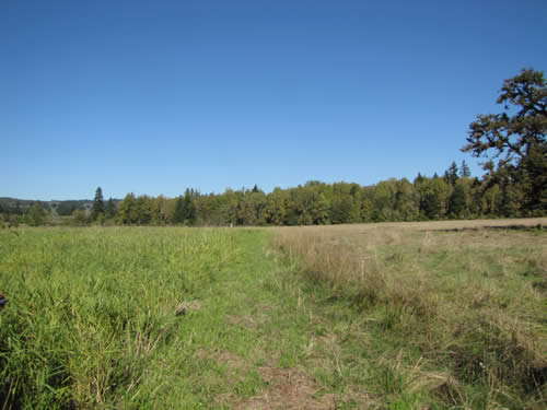 Meadow - 12A - Summer 2013