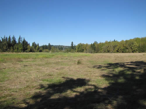 Meadow - 13A - Summer 2013