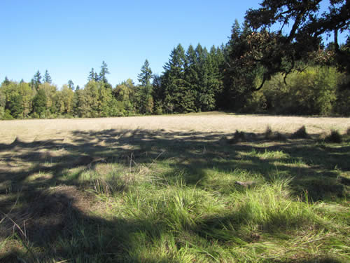 Meadow - 13 B - Summer 2013