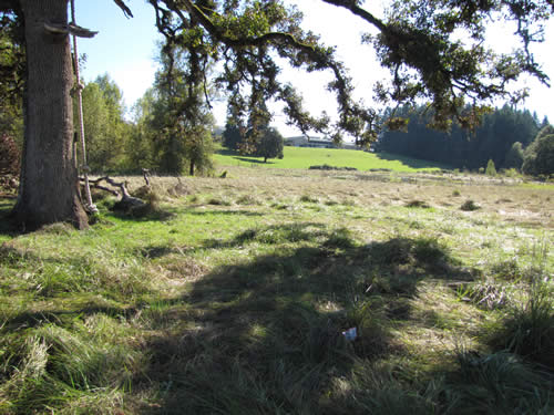 Meadow - 13C - Summer 2013