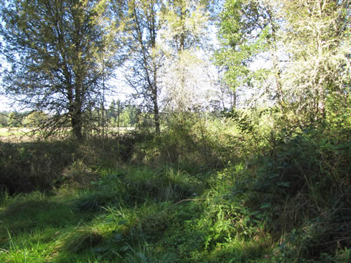 Scrub - 14A - Summer 2013