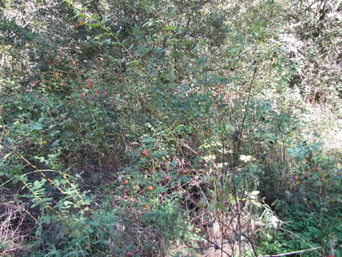 Scrub - 14B - Summer 2013