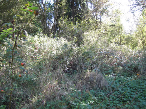 Scrub - 14C - Summer 2013