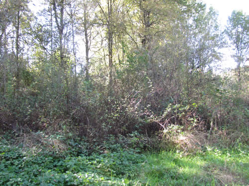 Scrub - 14D - Summer 2013