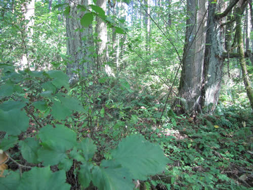 Eastside Forest - 15A - Summer 2013