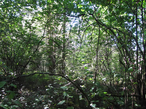 Eastside Forest - 15B - Summer 2013