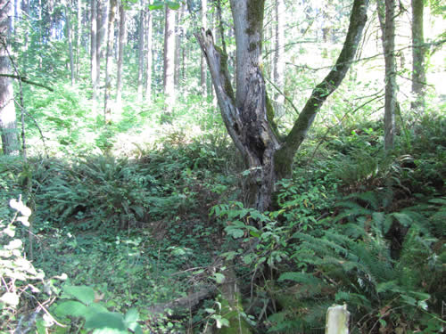 Eastside Forest - 16A - Summer 2013