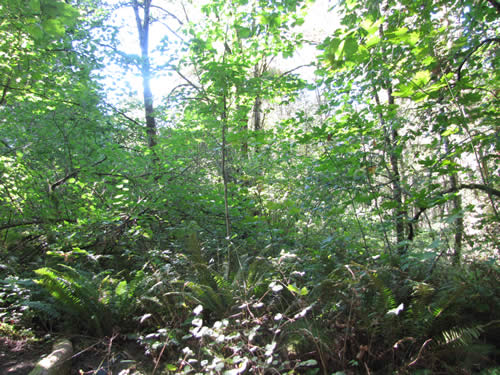 Eastside Forest - 16B - Summer 2013