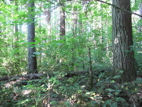 Eastside Forest - 17A