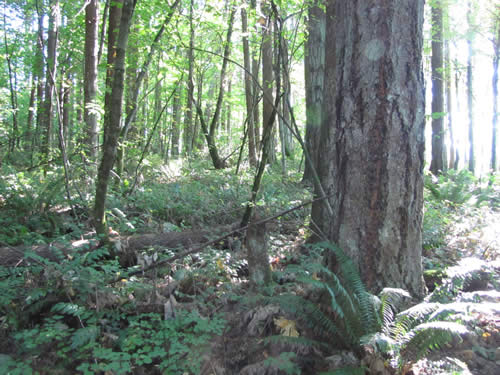 Eastside Forest - 17B - Summer 2013