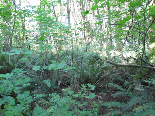 Eastside Forest - 18A - Summer 2013