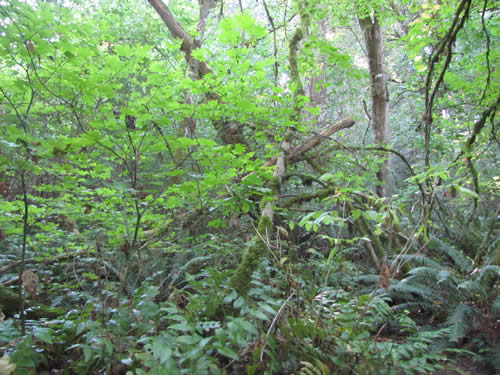 Eastside Forest - 18B - Summer 2013