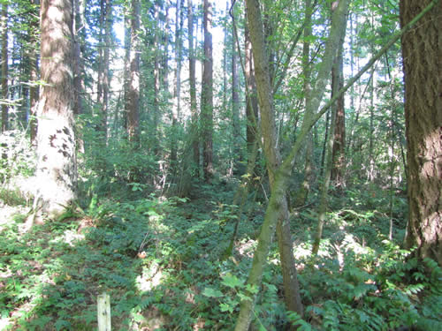 Eastside Forest - 19A - Summer 2013