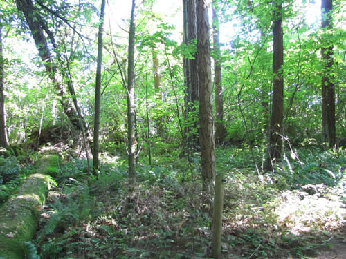 Eastside Forest - 19B - Summer 2013