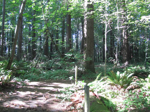 Eastside Forest - 19C