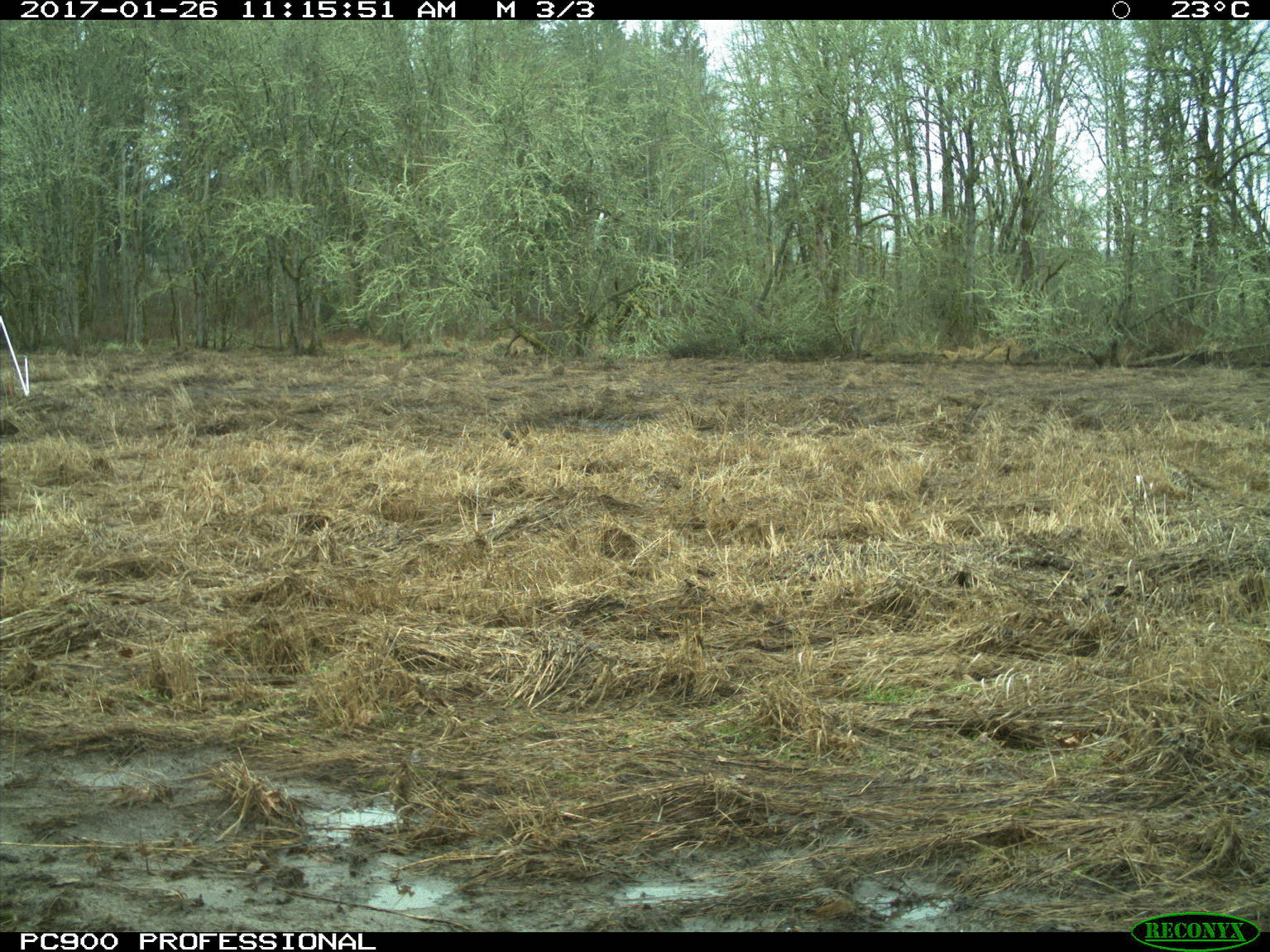 Camera 3 Winter 2017 gif