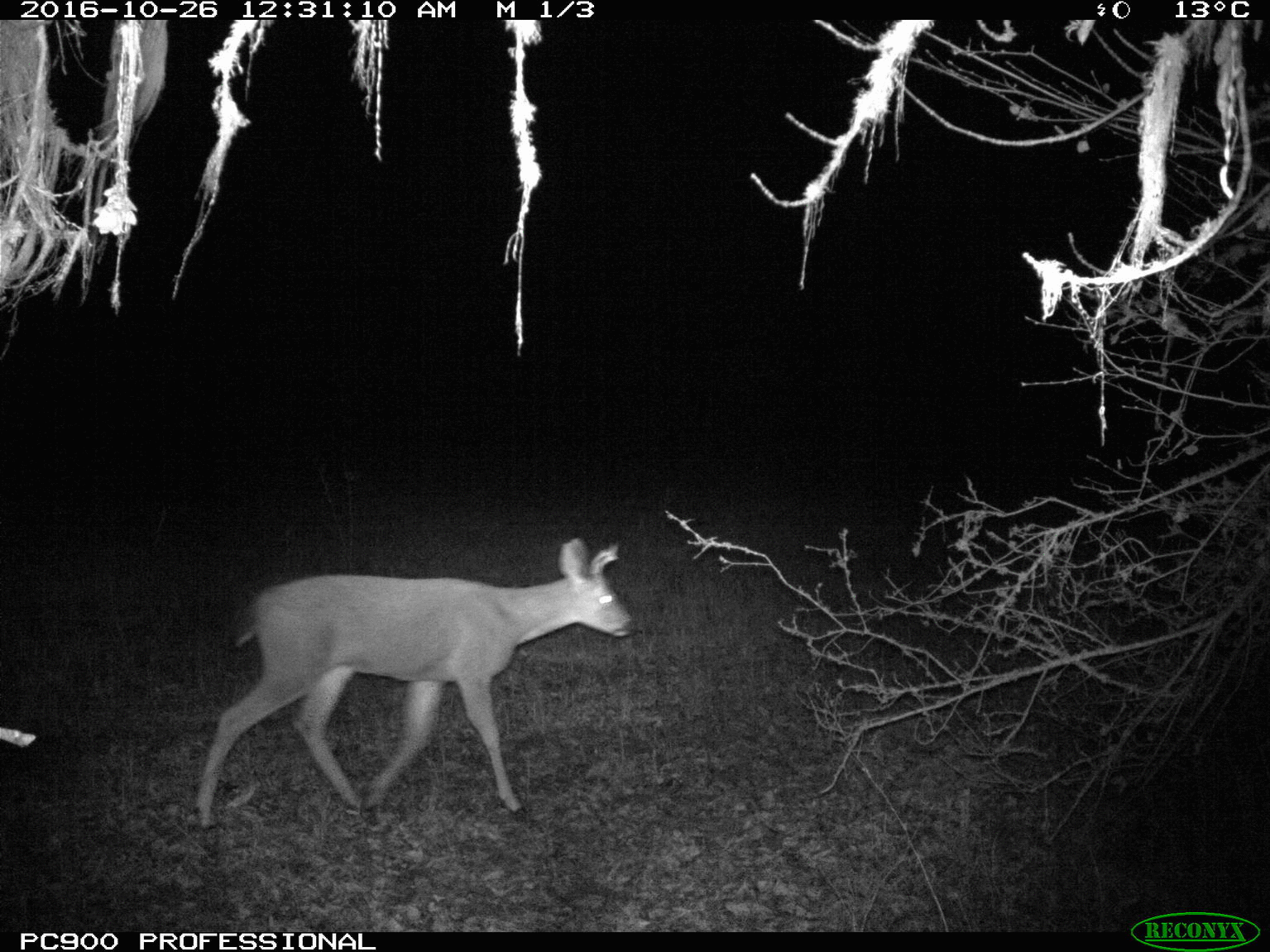 Wildlife camera 1