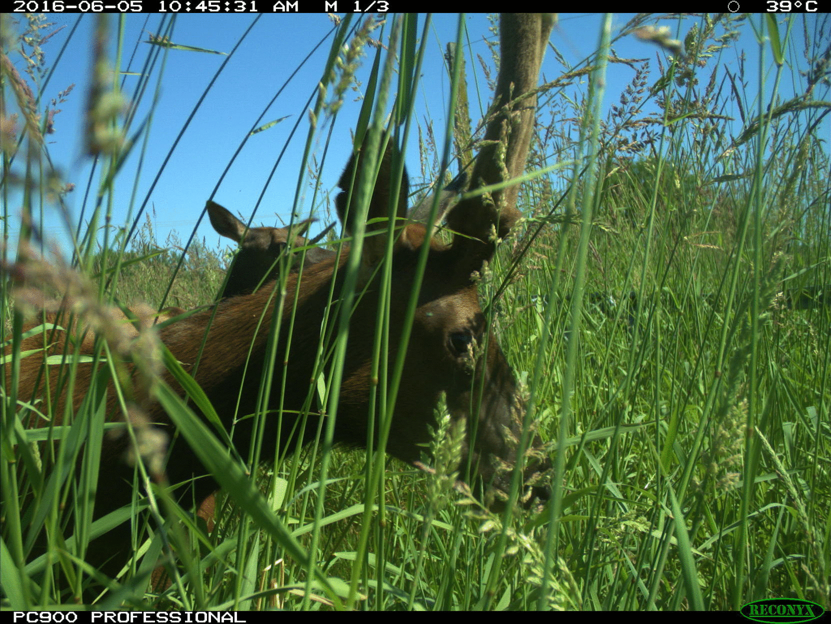 Camera 4 Summer 2016 gif