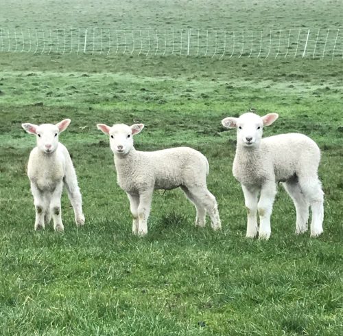 Three white lambs