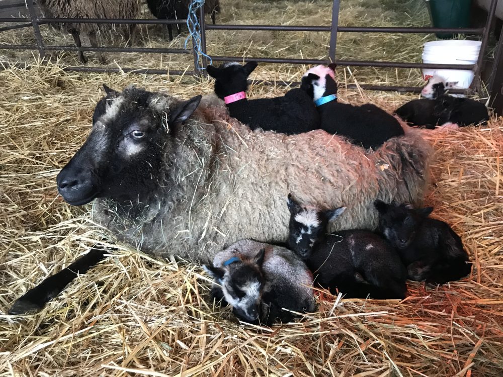mama sheep with lots of babies sleeping next to her