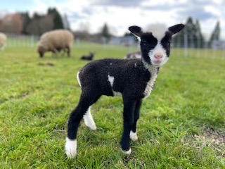 black and white baby lamb