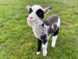 White baby lamb looking up at the camera