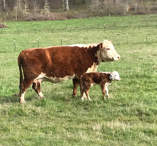 Cow with her twin babies